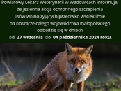 Szczepienie lisów